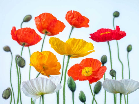 Multi coloured Poppies and buds White Modern Wood Framed Art Print with Double Matting by Frank, Assaf