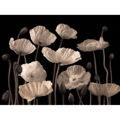 Poppies and buds Black Modern Wood Framed Art Print with Double Matting by Frank, Assaf