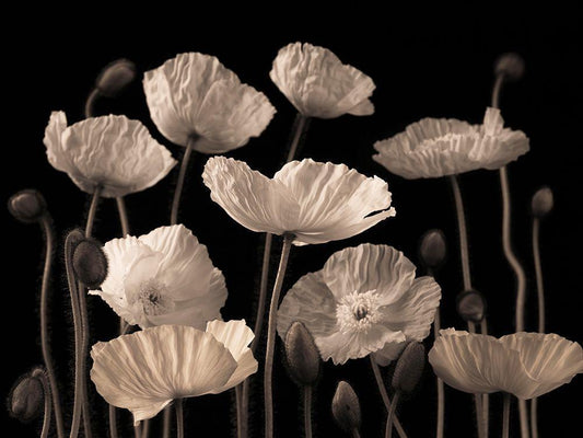 Image Only