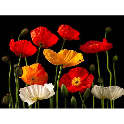 Multicoloured Poppies and buds White Modern Wood Framed Art Print by Frank, Assaf