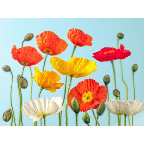 Multicoloured Poppies and buds Black Modern Wood Framed Art Print with Double Matting by Frank, Assaf