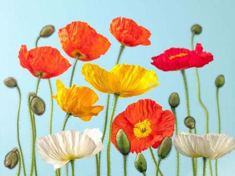 Multicoloured Poppies and buds Black Ornate Wood Framed Art Print with Double Matting by Frank, Assaf