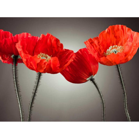 Four Poppies White Modern Wood Framed Art Print by Frank, Assaf