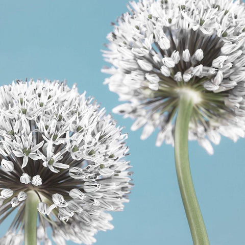 Two Allium flowers White Modern Wood Framed Art Print by Frank, Assaf