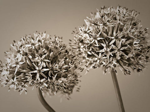 Two Allium flowers White Modern Wood Framed Art Print with Double Matting by Frank, Assaf