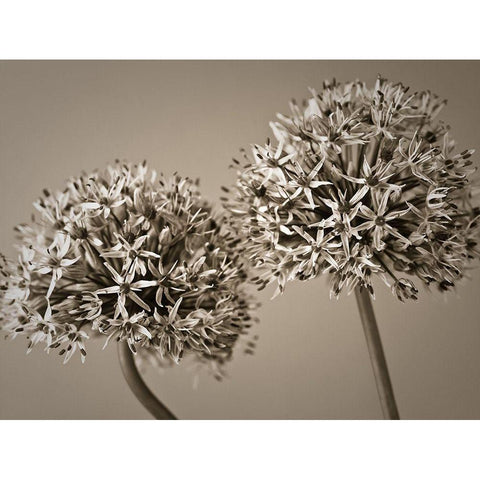 Two Allium flowers White Modern Wood Framed Art Print by Frank, Assaf