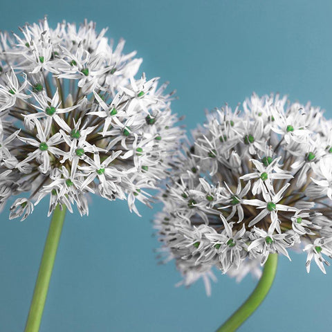 Two Allium flowers, FTBR-1875 Gold Ornate Wood Framed Art Print with Double Matting by Frank, Assaf