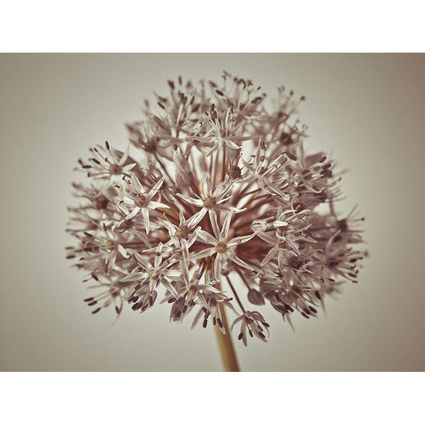 Allium flower White Modern Wood Framed Art Print by Frank, Assaf