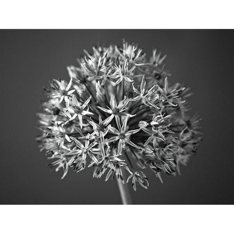 Allium flower Black Modern Wood Framed Art Print with Double Matting by Frank, Assaf