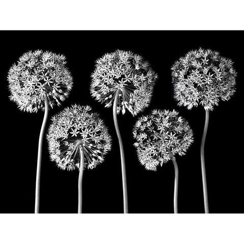 Allium flowers Black Modern Wood Framed Art Print with Double Matting by Frank, Assaf