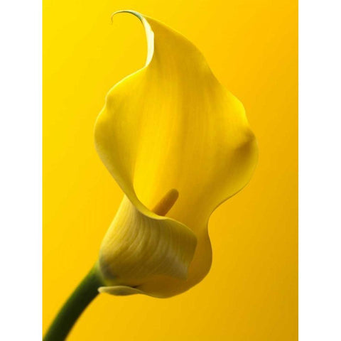 Calla Lily White Modern Wood Framed Art Print by Frank, Assaf