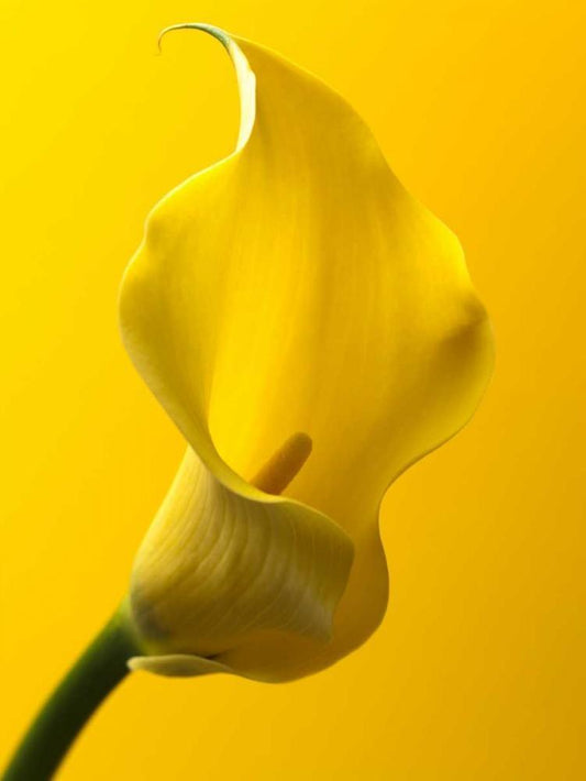 Image Only