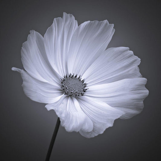 Image Only