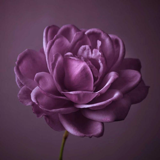 Image Only