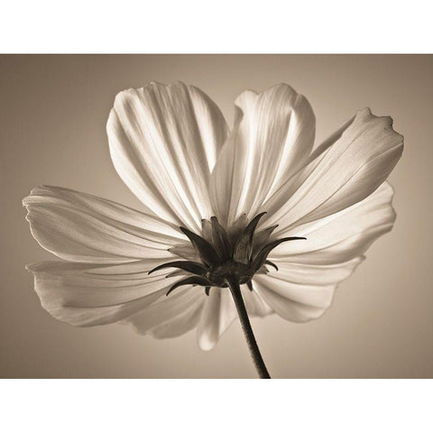 Cosmos flower White Modern Wood Framed Art Print by Frank, Assaf