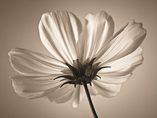 Image Only