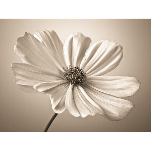 Cosmos flower White Modern Wood Framed Art Print by Frank, Assaf