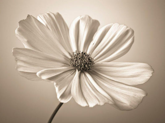 Image Only