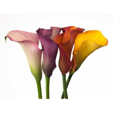 Four calla lilies White Modern Wood Framed Art Print by Frank, Assaf