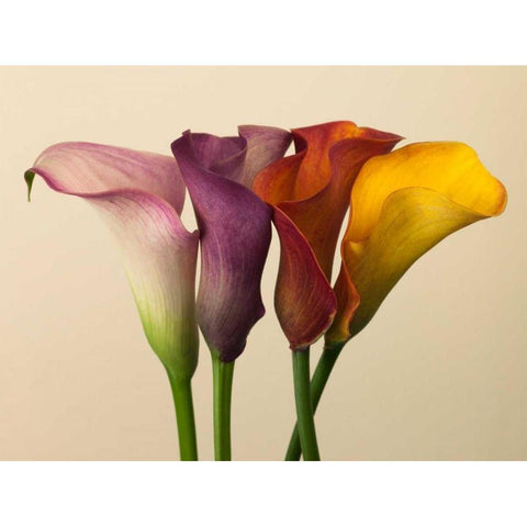 Four calla lilies Gold Ornate Wood Framed Art Print with Double Matting by Frank, Assaf