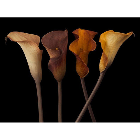 Four calla lilies Black Modern Wood Framed Art Print with Double Matting by Frank, Assaf