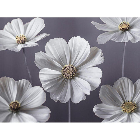 Cosmos flowers Black Modern Wood Framed Art Print with Double Matting by Frank, Assaf