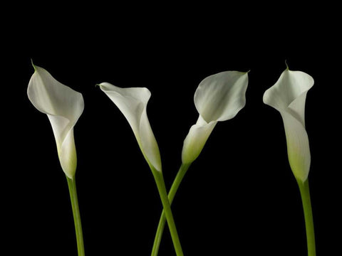 Calla lilies in a row Black Ornate Wood Framed Art Print with Double Matting by Frank, Assaf