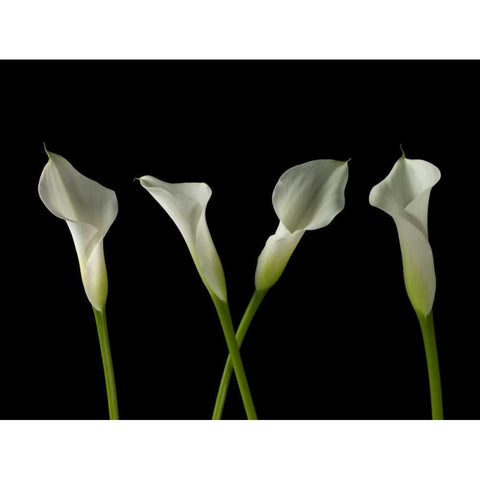 Calla lilies in a row Black Modern Wood Framed Art Print with Double Matting by Frank, Assaf