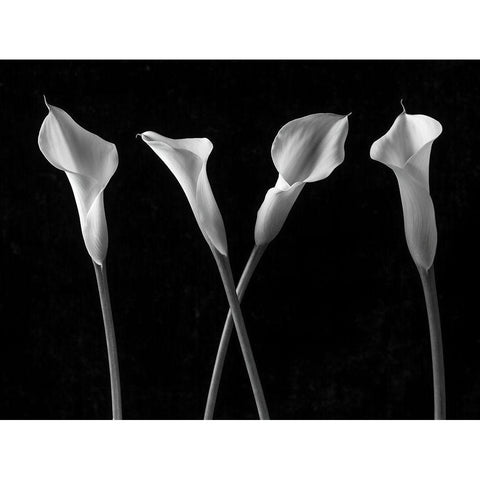 Calla lilies in a row Black Modern Wood Framed Art Print with Double Matting by Frank, Assaf