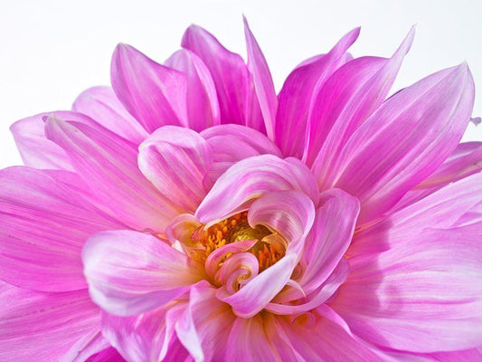 Image Only