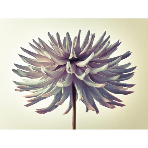 Dahlia Flower White Modern Wood Framed Art Print by Frank, Assaf