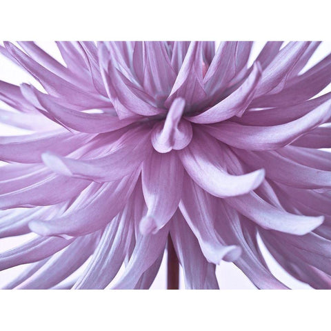 Dahlia Flower White Modern Wood Framed Art Print by Frank, Assaf