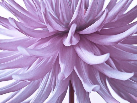 Image Only