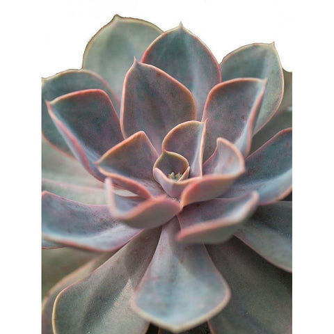 Close-up of Echeveria flower White Modern Wood Framed Art Print by Frank, Assaf