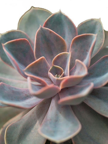 Close-up of Echeveria flower Black Ornate Wood Framed Art Print with Double Matting by Frank, Assaf