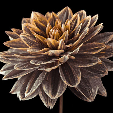 Dahlia flower close-up Black Modern Wood Framed Art Print with Double Matting by Frank, Assaf