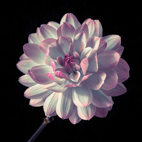 Dahlia flower close-up White Modern Wood Framed Art Print by Frank, Assaf