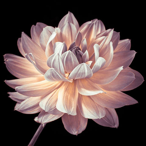 Dahlia flower close-up White Modern Wood Framed Art Print with Double Matting by Frank, Assaf