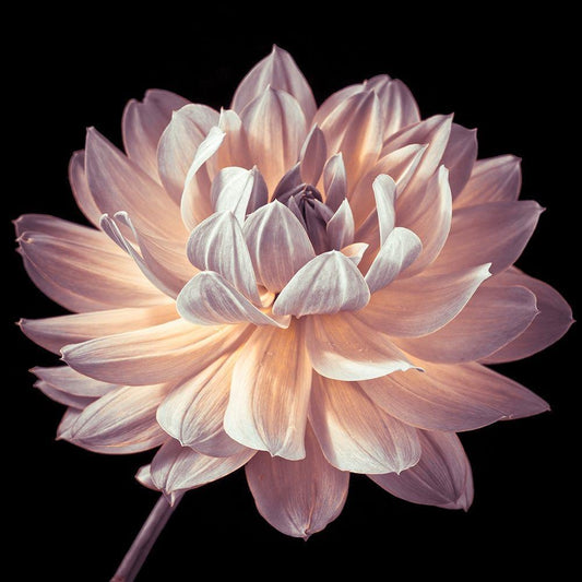 Image Only
