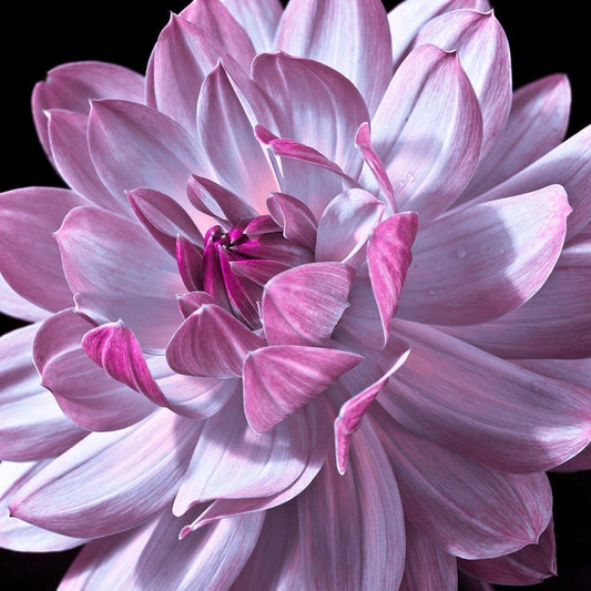 Image Only