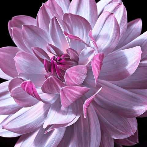 Dahlia flower close-up White Modern Wood Framed Art Print by Frank, Assaf