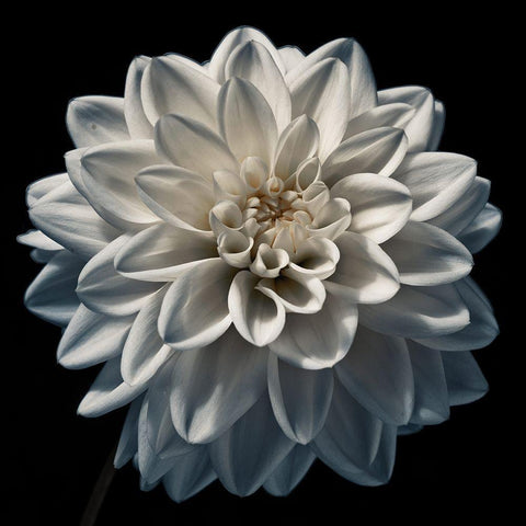 Dahlia flower close-up White Modern Wood Framed Art Print with Double Matting by Frank, Assaf