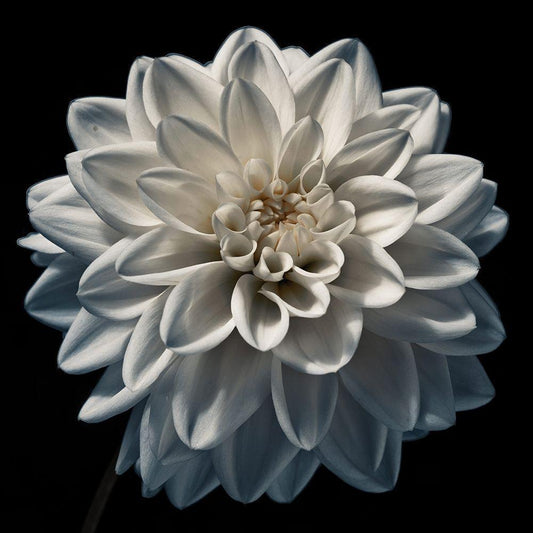 Image Only