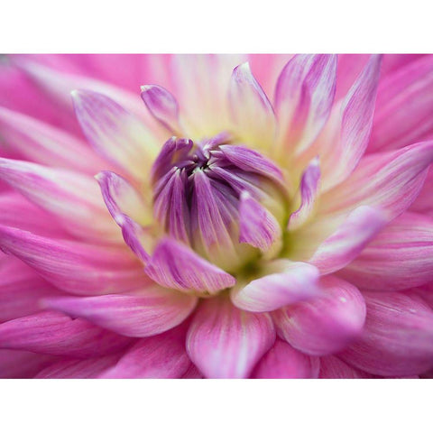 Dahlia flowers White Modern Wood Framed Art Print by Frank, Assaf