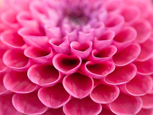 Image Only