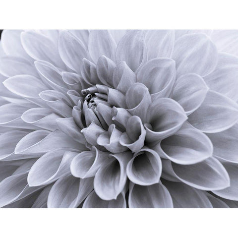 Dahlia flower - Full frame White Modern Wood Framed Art Print by Frank, Assaf