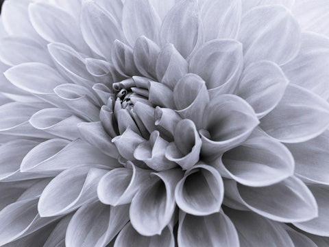 Dahlia flower - Full frame White Modern Wood Framed Art Print with Double Matting by Frank, Assaf