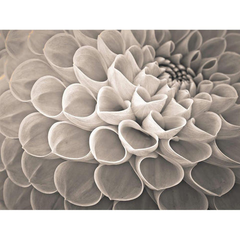 Dahlia Flowers Gold Ornate Wood Framed Art Print with Double Matting by Frank, Assaf