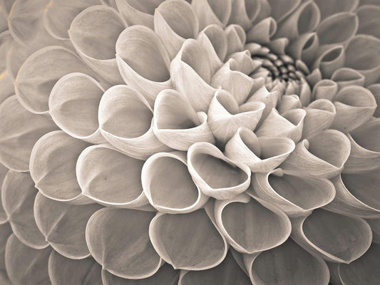 Image Only