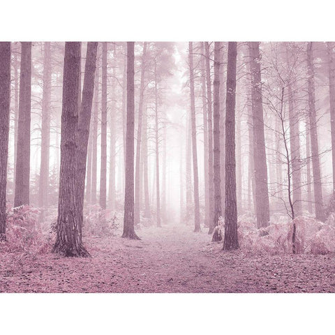 Misty trees in pink Black Modern Wood Framed Art Print with Double Matting by Frank, Assaf